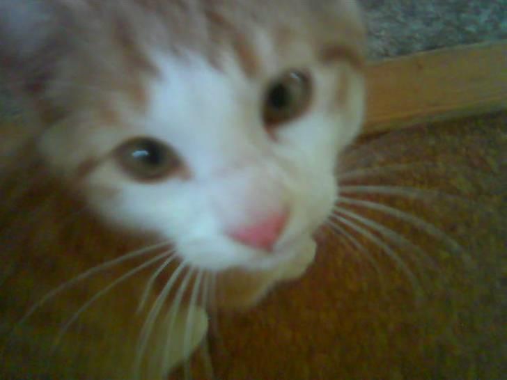 Huskat Felix  billede 14