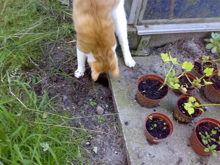 Huskat Felix  billede 15