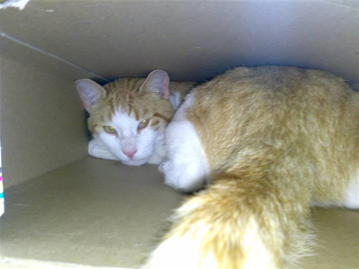 Huskat Felix  billede 17