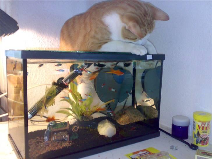 Huskat Felix  billede 18