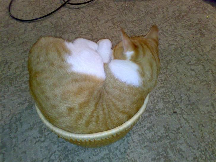 Huskat Felix  billede 19