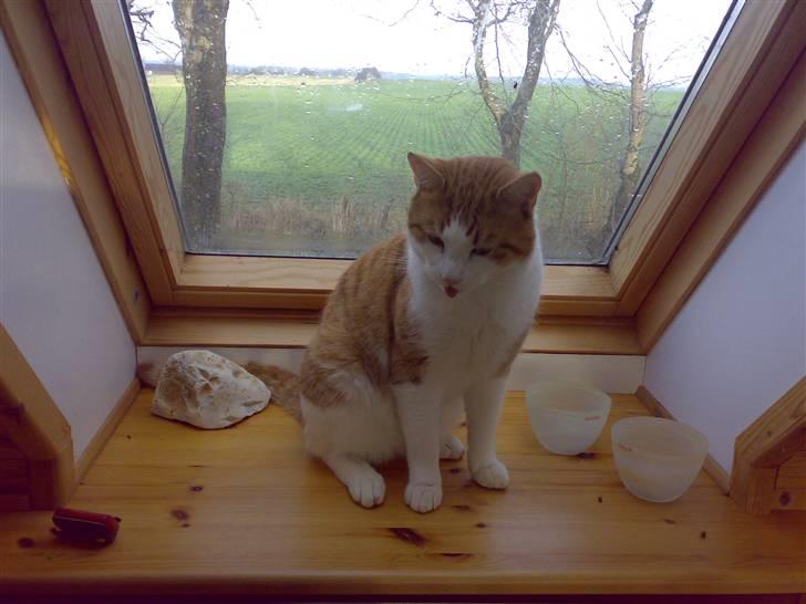 Huskat Felix  billede 20