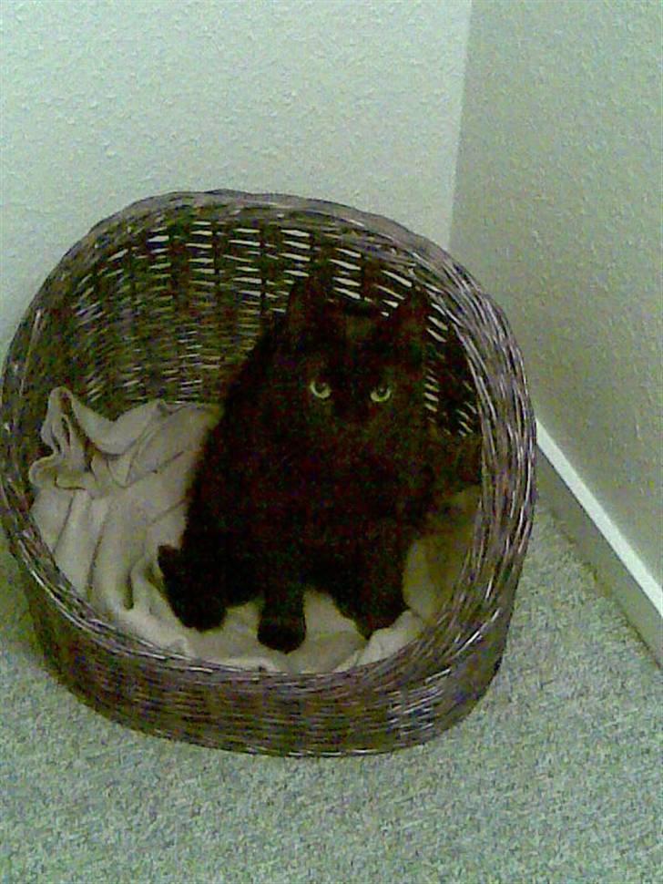 Huskat Bølle - <3 billede 2