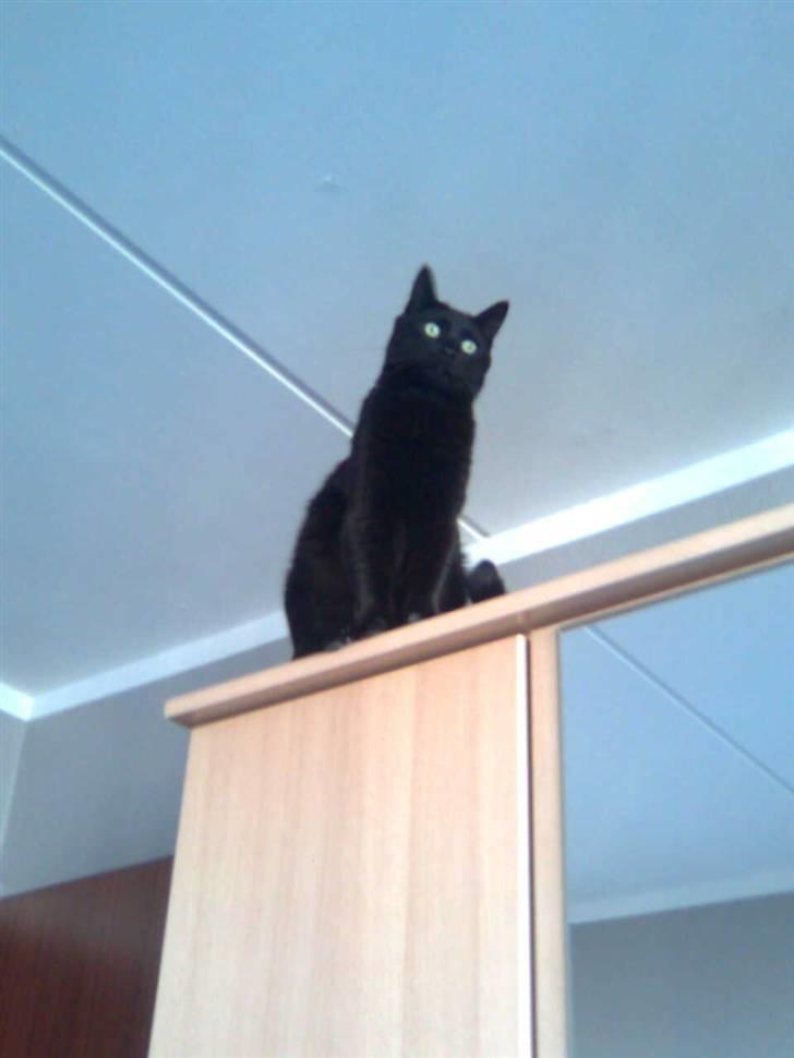 Huskat Bølle - <3 billede 3