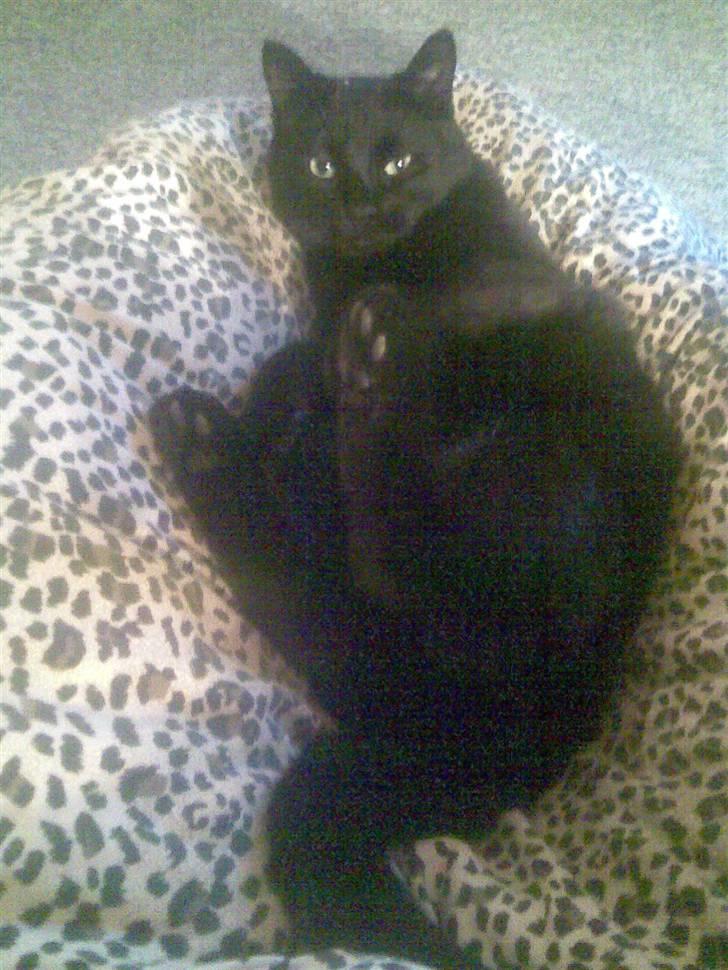 Huskat Bølle - <3 billede 4