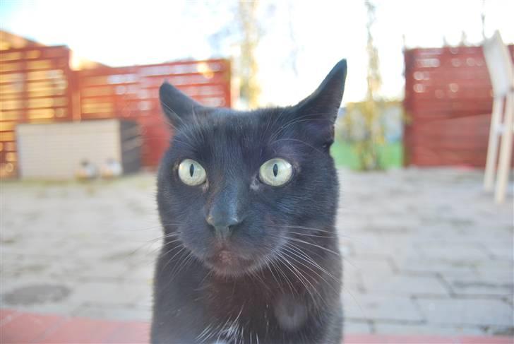 Huskat Frida billede 6