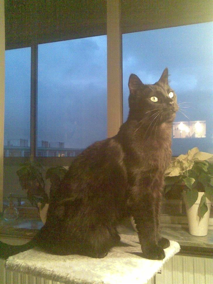 Huskat Bølle - <3 billede 5