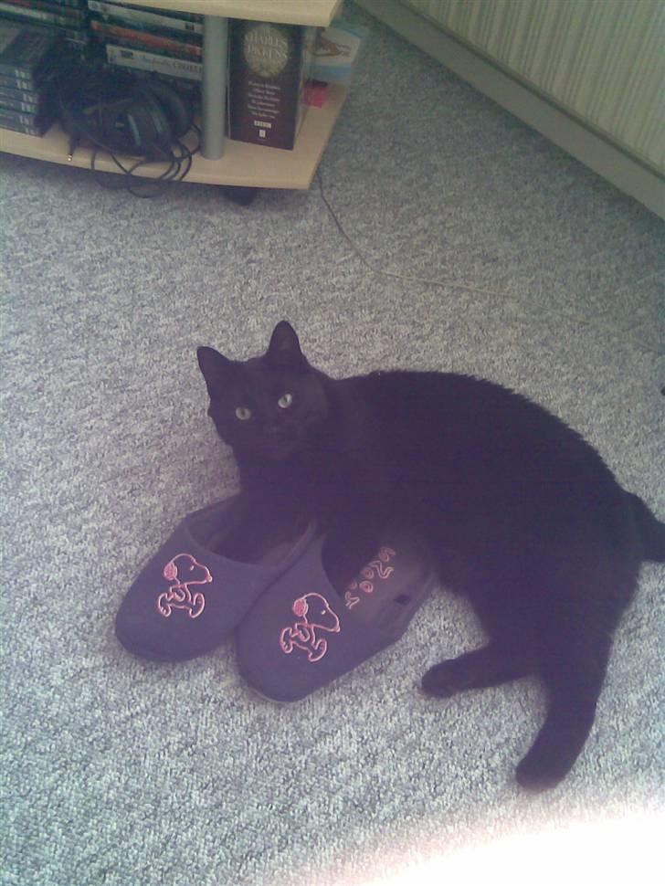 Huskat Bølle - Hvornår mon jeg får et par strømper :) billede 6