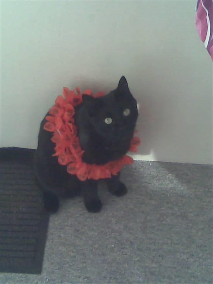 Huskat Bølle - Aloha :) billede 7