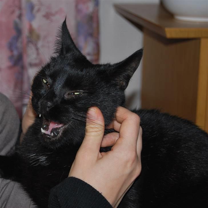 Huskat Frida billede 7