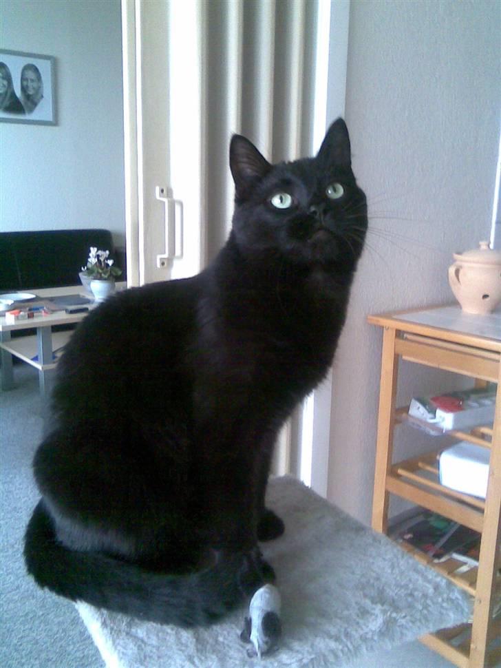 Huskat Bølle - <3 billede 8