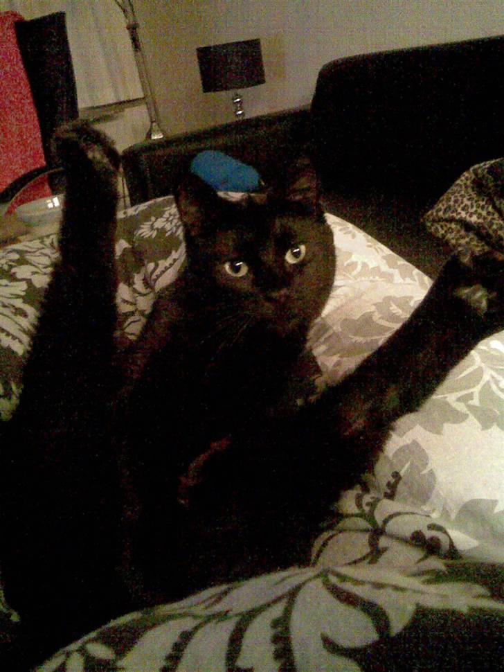 Huskat Bølle - så laver vi lige noget morgen gym :) billede 9