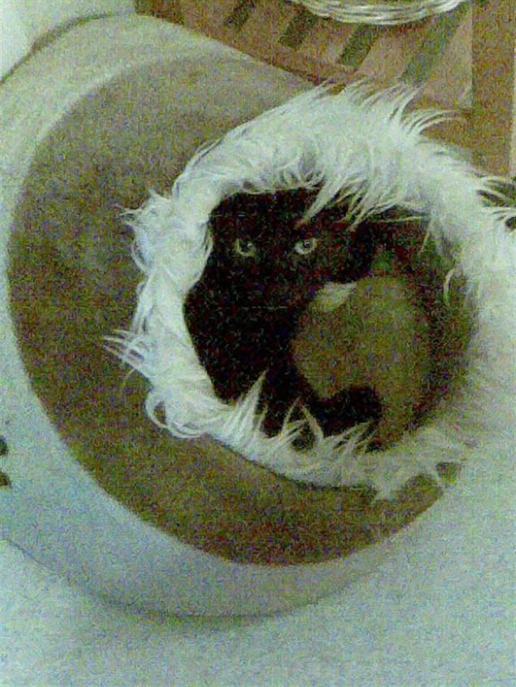 Huskat Bølle - <3 billede 10