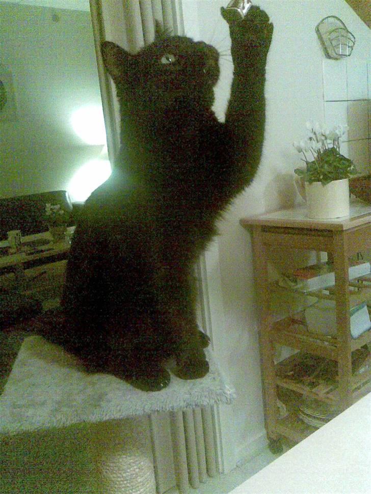 Huskat Bølle - <3 billede 11