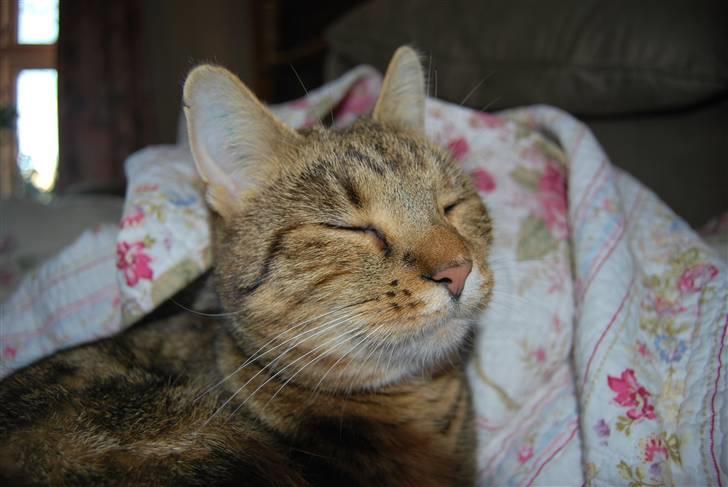 Huskat Fie - smil billede 14
