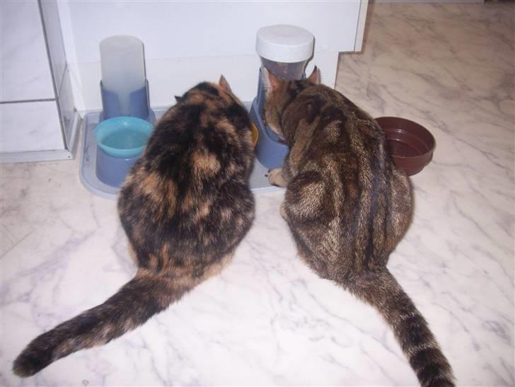 Huskat Fie - mille&Fie. billede 16