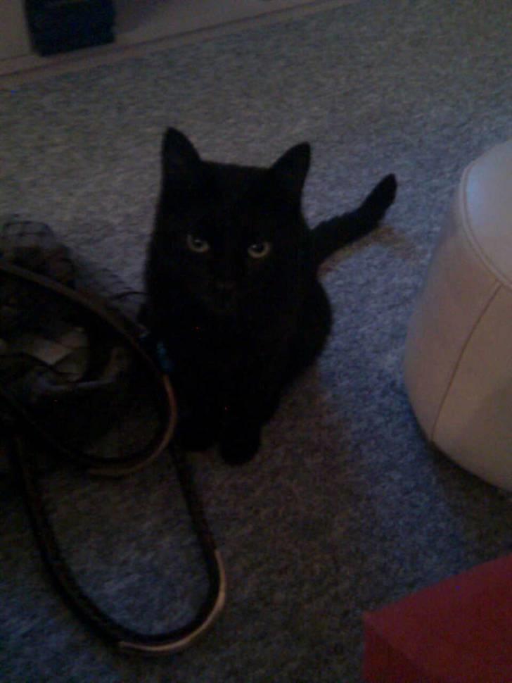 Huskat Bølle - <3 billede 12