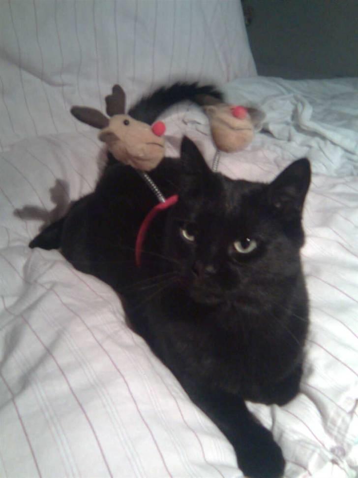 Huskat Bølle - Bølle i Jule humør :) billede 13