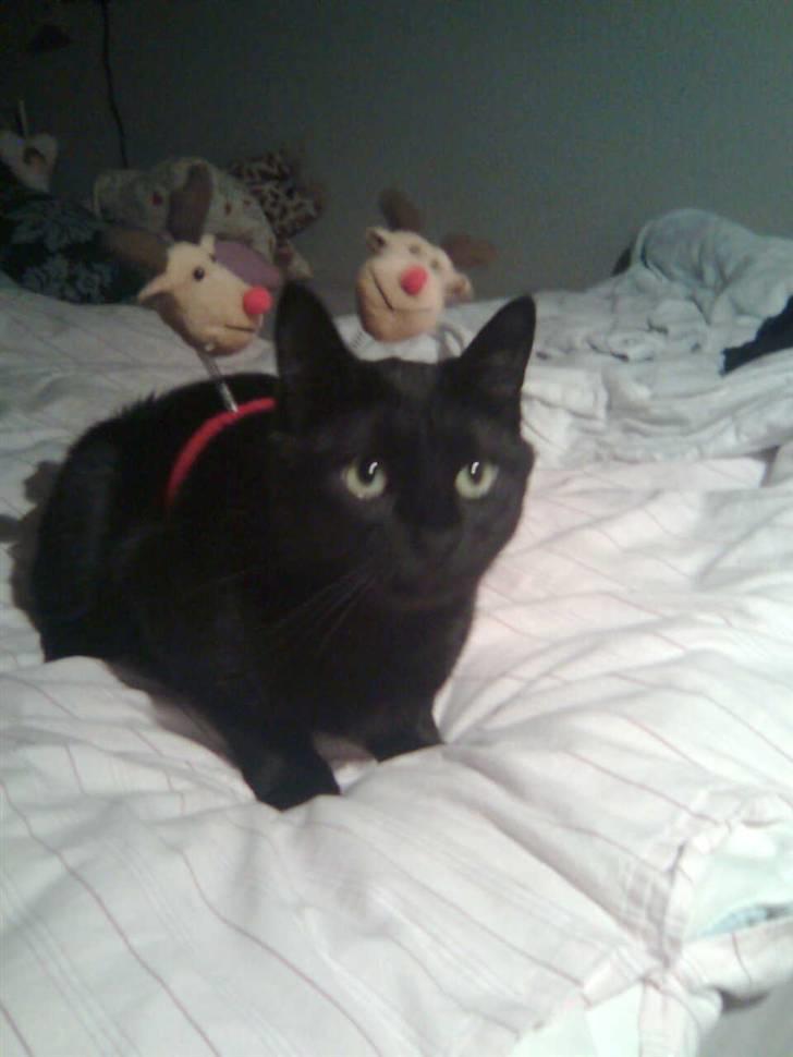 Huskat Bølle - <3 billede 14