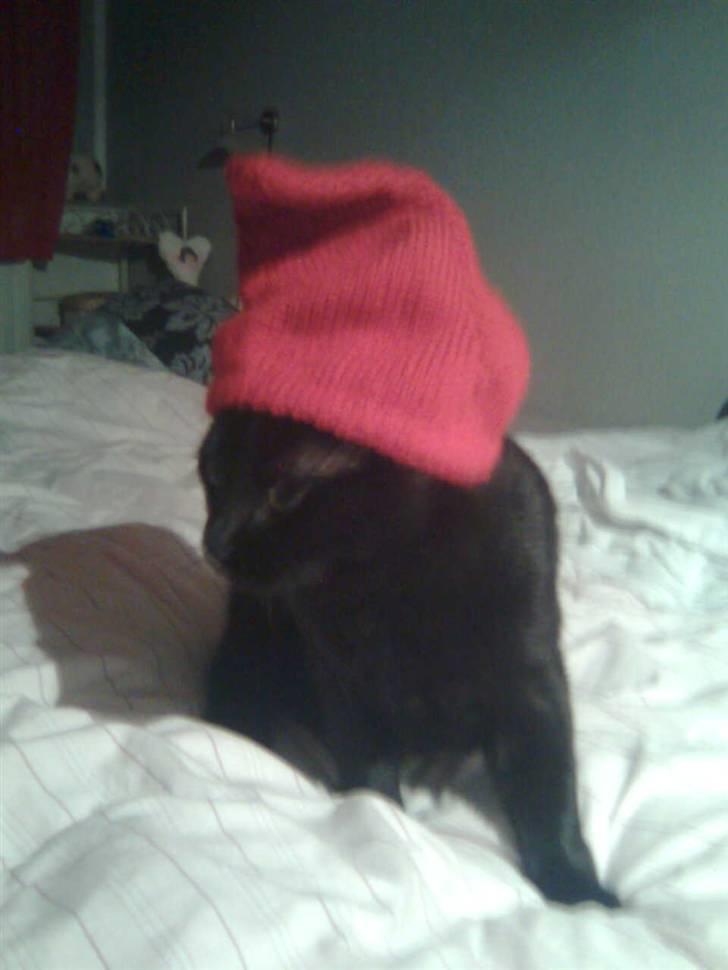 Huskat Bølle - Og med nissehue :) billede 15