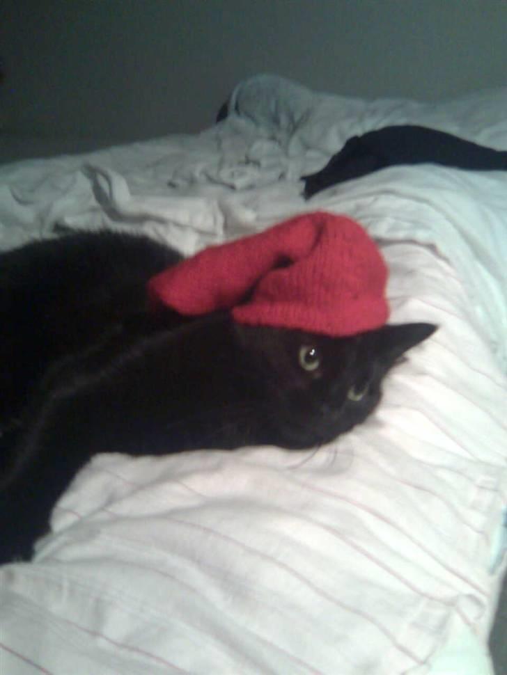 Huskat Bølle - Han elsker julen :) billede 16