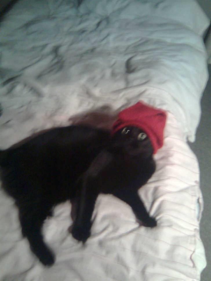 Huskat Bølle - Go jul :) billede 17