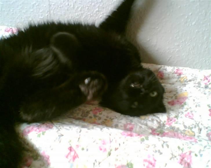 Huskat Bølle - Han ligger på de mærkeligste måder :) billede 18