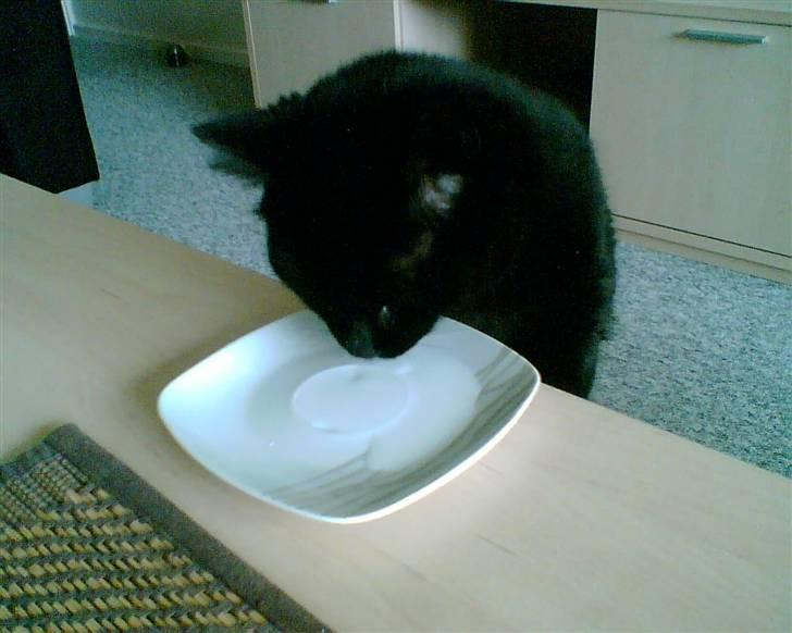 Huskat Bølle - Han spiser altid med ved bordet :p billede 19