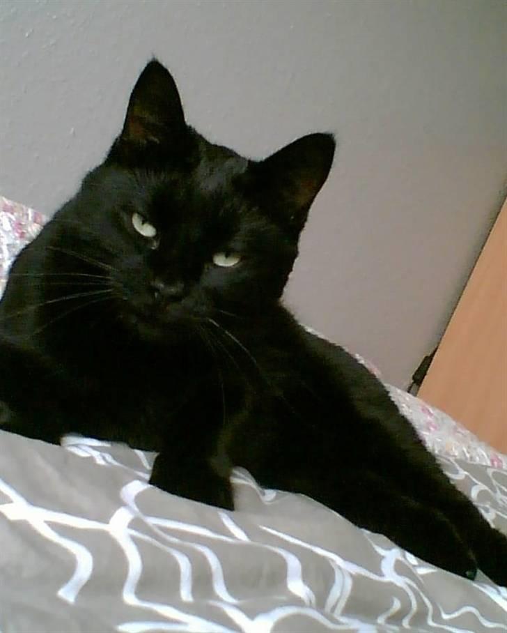 Huskat Bølle billede 20