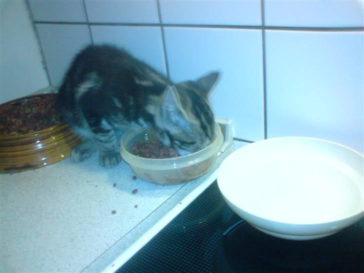 Blanding af racer CILLE billede 8