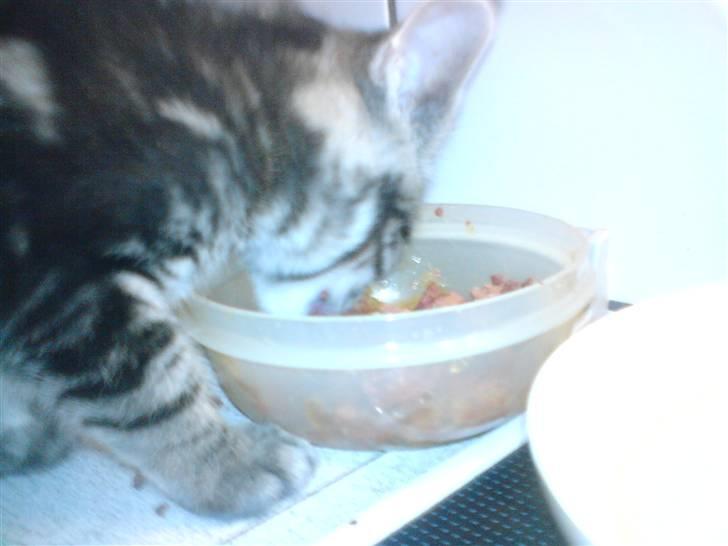 Blanding af racer CILLE billede 9