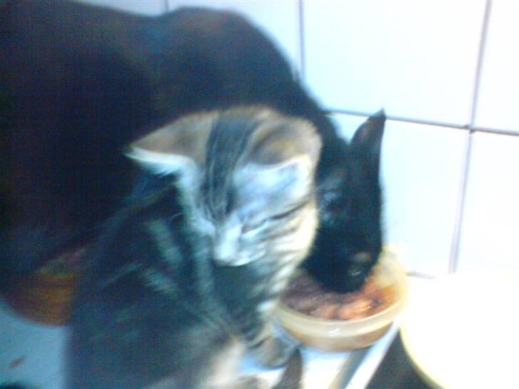 Blanding af racer CILLE billede 10