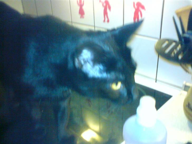 Huskat gizmo.R.I.P billede 9