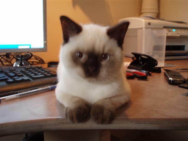 British Shorthair Pingo billede 1