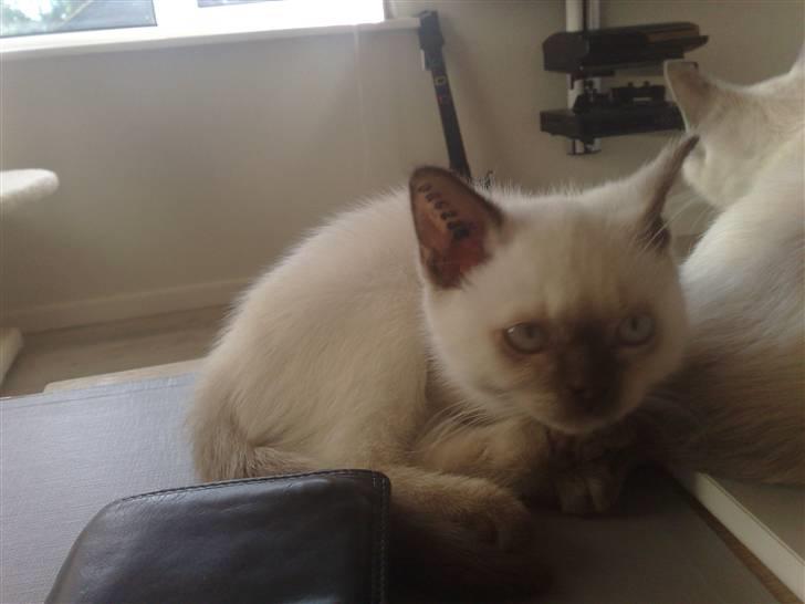 British Shorthair Pingo billede 2