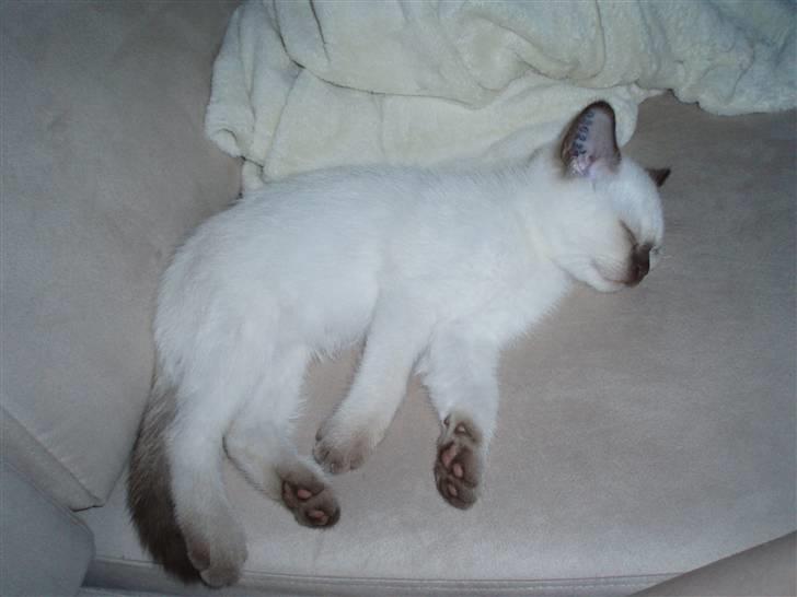 British Shorthair Pingo billede 3