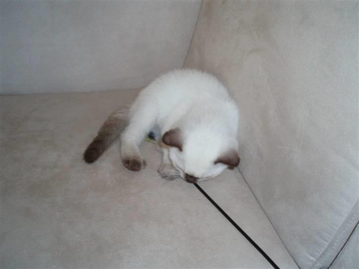 British Shorthair Pingo billede 4