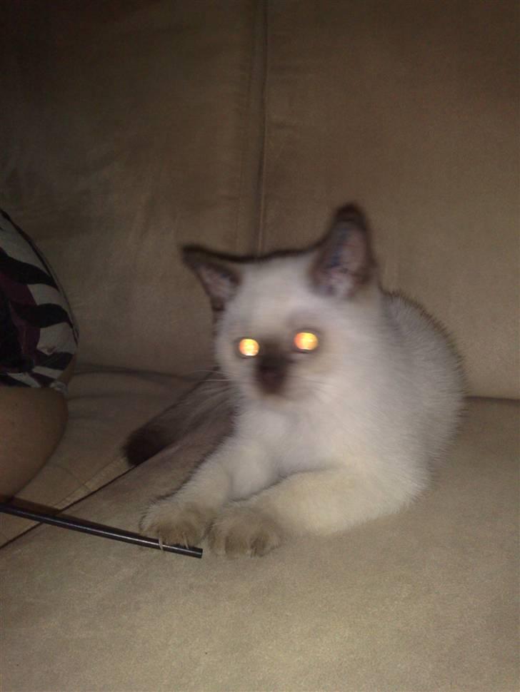 British Shorthair Pingo billede 5