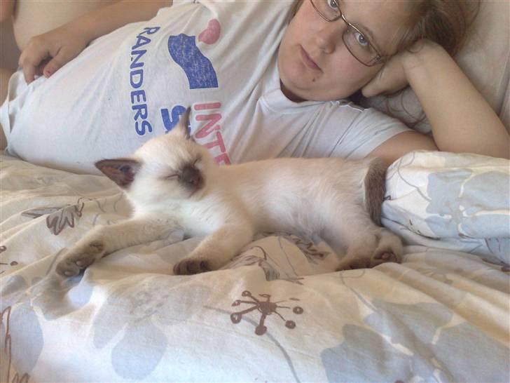 British Shorthair Pingo billede 6