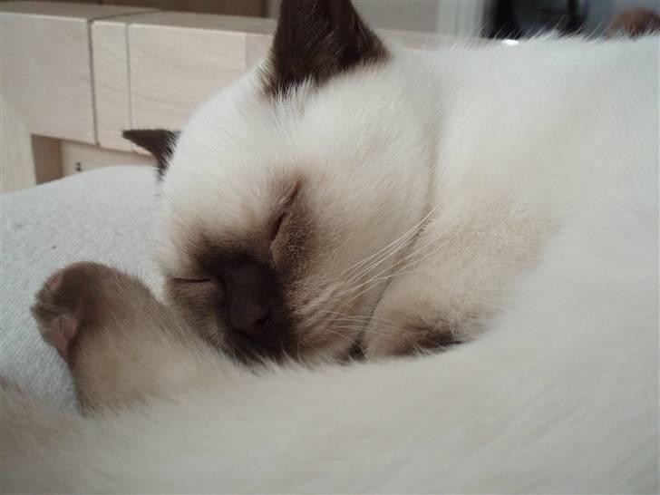 British Shorthair Pingo billede 7