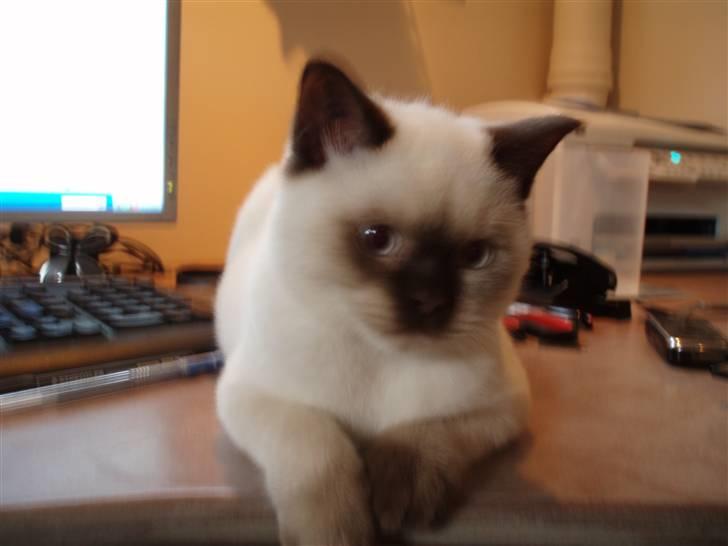 British Shorthair Pingo billede 8