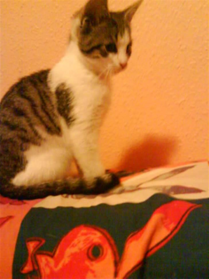 Blanding af racer Bettemis:)  billede 7