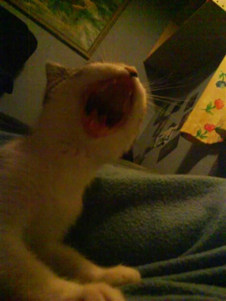 Blanding af racer Bettemis:)  billede 8