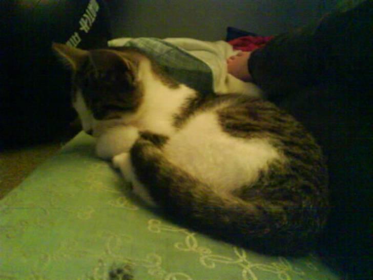 Blanding af racer Bettemis:)  billede 9