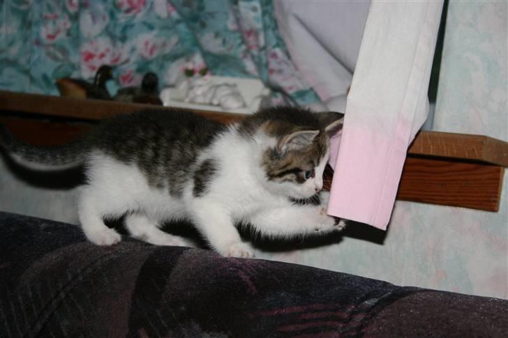 Blanding af racer Bettemis:)  billede 10