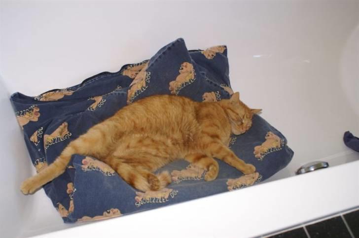 Huskat Bastian - Badekarret er bare mit yndlingsted :o) billede 1