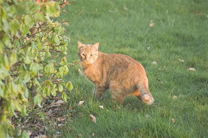 Huskat Bastian - Kan man ikke en gang få fred herude i haven? billede 2