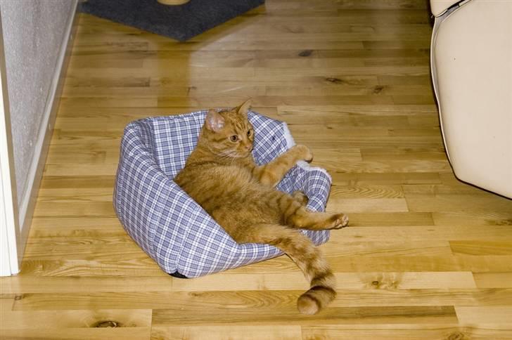 Huskat Bastian - den fine nyindkøbte kattehule, var altså bedre sådan her... billede 3