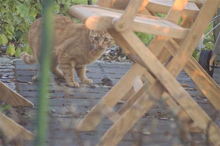 Huskat Bastian - den første mus som mor så mig fange... billede 4