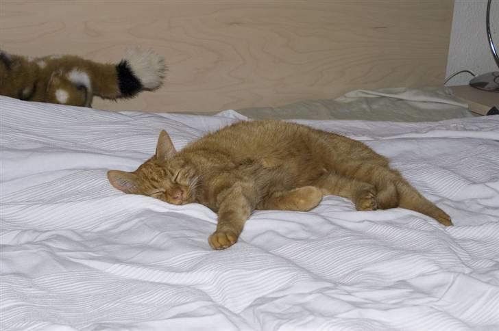 Huskat Bastian - Sengen er næsten lige så god som badekarret :o) billede 5